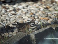 Killdeer 2