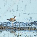 Killdeer