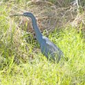 LIttle Blue Heron