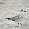 Laughing Gull 1