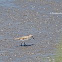 Least Sandpiper