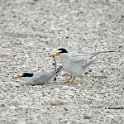 Least Tern mating 3