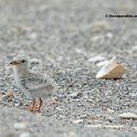 Least Tern, chick 1