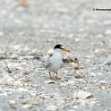 Least Tern