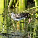 Lesser Yellowlegs
