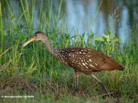 Limpkin 1