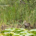 Limpkin 2