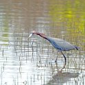 Little Blue Heron 1