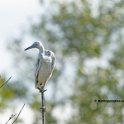 Little Blue Heron, Immature 1