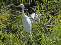 Little Blue Heron, Immature 2
