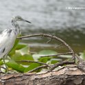 Little Blue Heron, Immature