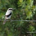 Loggerhead Shrike