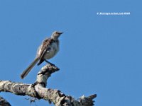 Mockingbird, molting?