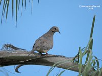 Morning Dove