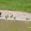 Mottled Duck and Brood 1