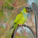 Nanday Parakeet 2
