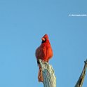 Northern Cardinal