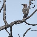 Northern Flicker