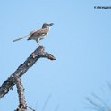 Northern Mockingbird
