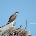 Osprey