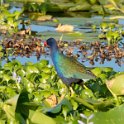Purple Gallinule