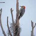 Red Bellied Woodpecker 1