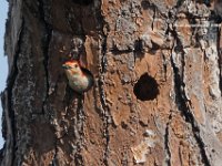 Red Bellied Woodpecker 2