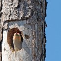 Red Bellied Woodpecker