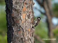 Red Cockaded Woodpecker