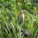 Red Shoulder Hawk