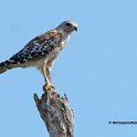 Red Shouldered Hawk 1