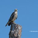 Red Shouldered Hawk