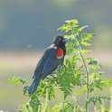 Red-Winged Blackbird 1