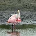 Roseate Spoonbill 1