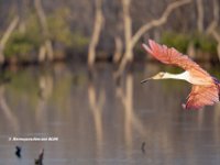 Roseate Spoonbill 4