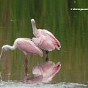 Roseate Spoonbill pair 1