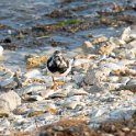 Ruddy Turnstone 1