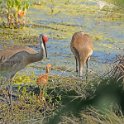 Sandhill Crane 1