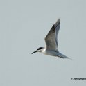 Sandwich Tern 1