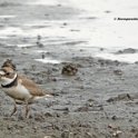 Semipalmated Plover 1
