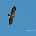 Short Tailed Hawk