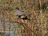 Snail Kite 1