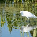 Snowy Egret 1