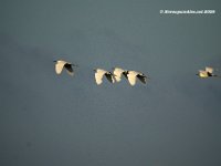 Snowy Egret
