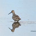 Stilt Sandpiper 2