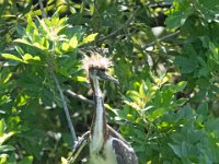 Tri-colored Heron 2