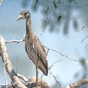 Tri-colored Heron, Immature