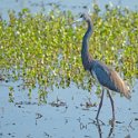 Tricolored Heron 2