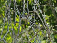 Tufted Titmouse 1