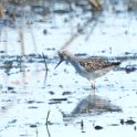 Upland Sandpiper